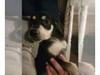 Labrador Retriever Mix DOG FOR ADOPTION RGADN-1385562 - Daniela - Labrador