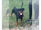 Rottweiler DOG FOR ADOPTION RGADN-1385580 - A768587 - Rottweiler (medium coat)