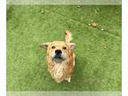 Golden Retriever Mix DOG FOR ADOPTION RGADN-1385584 - GIMLET - Golden Retriever