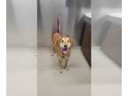 Golden Retriever-Huskies Mix DOG FOR ADOPTION RGADN-1385586 - SIR - Golden