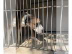 Boxer Mix DOG FOR ADOPTION RGADN-1385591 - KELVIN - Hound / Boxer / Mixed