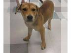 Chinese Shar-Pei-Labrador Retriever Mix DOG FOR ADOPTION RGADN-1385596 - PEANUT