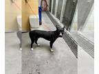 Australian Kelpie-Border Collie Mix DOG FOR ADOPTION RGADN-1385639 - HAMLET -