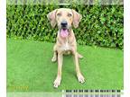 Redbone Coonhound DOG FOR ADOPTION RGADN-1385668 - HOLLY - Redbone Coonhound