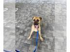 Boxer Mix DOG FOR ADOPTION RGADN-1385690 - KINGSTON - Boxer / Mixed (medium