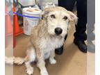 Miniature Schnauzer Mix DOG FOR ADOPTION RGADN-1385697 - JOEY - Miniature