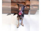 German Shepherd Dog DOG FOR ADOPTION RGADN-1385699 - Toby - German Shepherd Dog