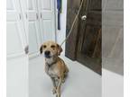 Coonhound-Labrador Retriever Mix DOG FOR ADOPTION RGADN-1385703 - Clyde -