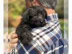Jack-A-Poo DOG FOR ADOPTION RGADN-1385706 - Terrier-Poodle Mix Puppies - Poodle