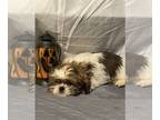 Shih Tzu DOG FOR ADOPTION RGADN-1385709 - Bogey/ ADOPTED - Shih Tzu (long coat)
