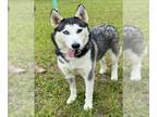 Siberian Husky DOG FOR ADOPTION RGADN-1385718 - ROSIE - Siberian Husky (medium