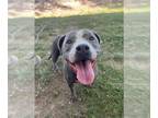American Pit Bull Terrier DOG FOR ADOPTION RGADN-1385721 - BONNIE - Pit Bull