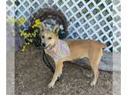 Carolina Dog Mix DOG FOR ADOPTION RGADN-1385723 - SAVANNA - Carolina Dog / Mixed