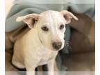 Pointer Mix DOG FOR ADOPTION RGADN-1385739 - BOO - English Pointer / Mixed