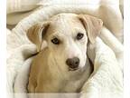 Pointer Mix DOG FOR ADOPTION RGADN-1385740 - ASPEN - English Pointer / Mixed