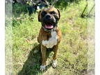 Boxer DOG FOR ADOPTION RGADN-1385769 - Scooby - Boxer (short coat) Dog For