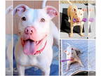 American Pit Bull Terrier DOG FOR ADOPTION RGADN-1385778 - SAGE - Pit Bull