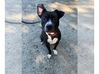 Labrador Retriever Mix DOG FOR ADOPTION RGADN-1385789 - KOBI - Labrador