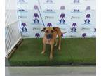Black Mouth Cur Mix DOG FOR ADOPTION RGADN-1385813 - MYRTLE - Black Mouth Cur /