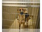 German Shepherd Dog DOG FOR ADOPTION RGADN-1385844 - OLIVIA CHEWTON JOHN -