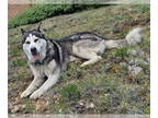 Siberian Husky Mix DOG FOR ADOPTION RGADN-1385855 - WILSON - Siberian Husky /