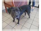 Chinese Shar-Pei Mix DOG FOR ADOPTION RGADN-1385863 - NESSA - Chinese Shar-Pei /