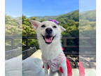 pomeranian spitz Mix DOG FOR ADOPTION RGADN-1385883 - NAMU - Spitz / Mixed
