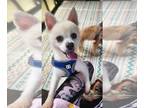 Pomeranian DOG FOR ADOPTION RGADN-1385884 - SUGAR - Pomeranian (medium coat) Dog