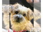 Cairnese DOG FOR ADOPTION RGADN-1385885 - DANBAM - Havanese / Cairn Terrier /