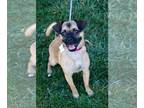 Brussels Griffon Mix DOG FOR ADOPTION RGADN-1385887 - Pumpkin - Brussels Griffon