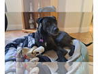 Labrador Retriever Mix DOG FOR ADOPTION RGADN-1385888 - Ky - Labrador Retriever