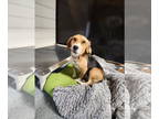 Beagle DOG FOR ADOPTION RGADN-1385893 - Zippy - Beagle (short coat) Dog For