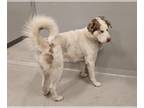 Pyrenees Husky DOG FOR ADOPTION RGADN-1385903 - WHISKEY - Great Pyrenees /