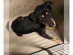 Rottweiler Mix DOG FOR ADOPTION RGADN-1385909 - *FLEX - Rottweiler / Mixed