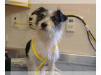 Cairn Terrier Mix DOG FOR ADOPTION RGADN-1385917 - *PIPPY - Cairn Terrier /