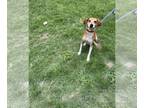 Beagle Mix DOG FOR ADOPTION RGADN-1385934 - Mango-Tango - Beagle / Mixed (short