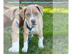 American Pit Bull Terrier Mix DOG FOR ADOPTION RGADN-1385972 - WILLIE - Pit Bull