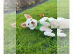 Huskies Mix DOG FOR ADOPTION RGADN-1385984 - BENTLEY - Husky / Australian Cattle