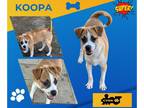 Beagle Mix DOG FOR ADOPTION RGADN-1385988 - Koopa (Puppy) - Beagle / Terrier /