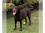 Mix DOG FOR ADOPTION RGADN-1385997 - Blythe *adoption pending - Chocolate