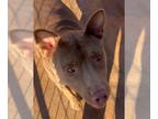 Australian Kelpie Mix DOG FOR ADOPTION RGADN-1386086 - Dallas - Terrier /