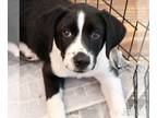 Lab-Pointer DOG FOR ADOPTION RGADN-1386091 - Tilly - Pointer / Labrador