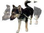 German Shepherd Dog Mix DOG FOR ADOPTION RGADN-1386093 - Sunday - German