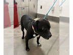 American Pit Bull Terrier DOG FOR ADOPTION RGADN-1386108 - *RUFUS - Pit Bull