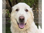 Great Pyrenees DOG FOR ADOPTION RGADN-1386126 - Outrageously Otero ~