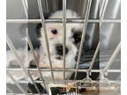 Shih Tzu DOG FOR ADOPTION RGADN-1386134 - Goblin - Shih Tzu Dog For Adoption
