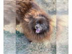 Pomeranian DOG FOR ADOPTION RGADN-1386136 - Kiki - Pomeranian Dog For Adoption