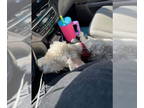 Poodle (Miniature) Mix DOG FOR ADOPTION RGADN-1386142 - Tuffy - Poodle