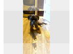 Boxer DOG FOR ADOPTION RGADN-1386143 - Toby IV - Silver Heart - Boxer Dog For