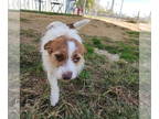 Jack Russell Terrier Mix DOG FOR ADOPTION RGADN-1386145 - Maple - Jack Russell